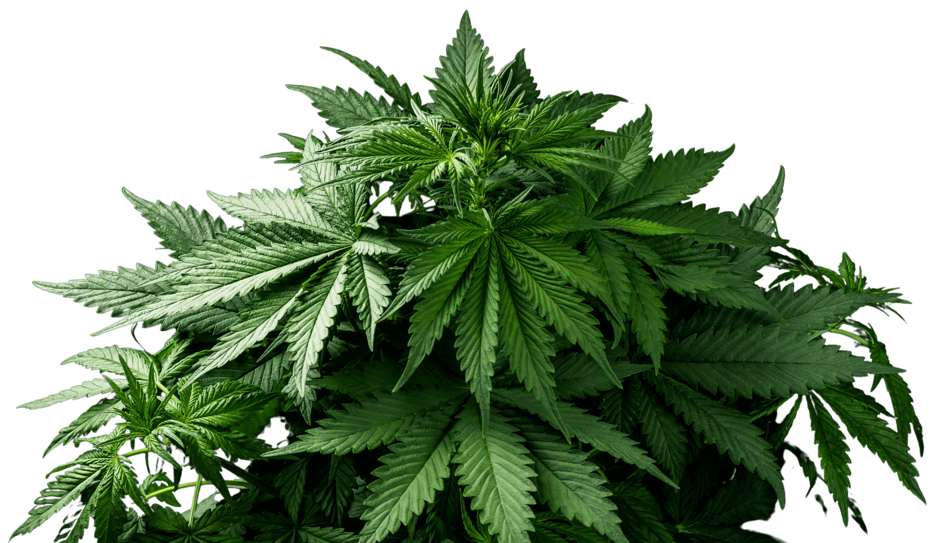 grüne Cannabis Pflanze ohne Hintergrund